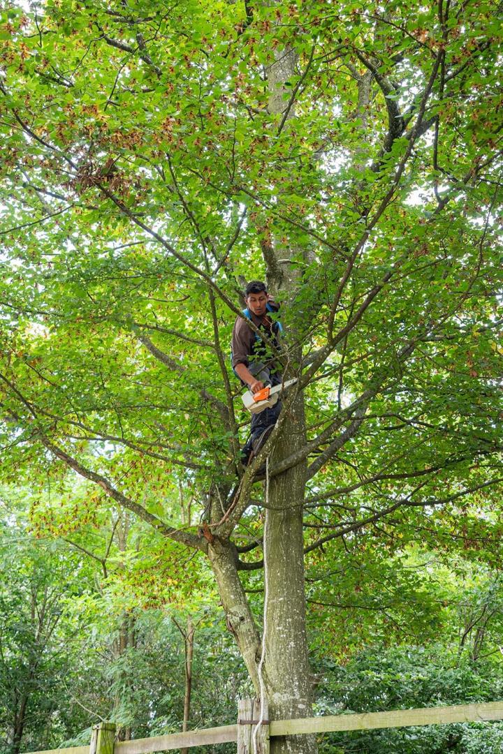 Élagage abattage Chailly-en-Bière