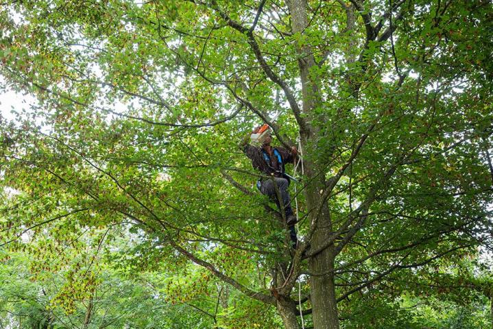 Entretien de jardins Chailly-en-Bière